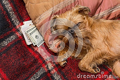 Dog hides savings under the pillow Stock Photo