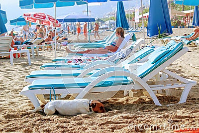 The dog hides in the shade of a lounger on a Turkish beach Editorial Stock Photo