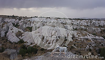 Dog in hills and view on valley with white rocks in stormy weather, Cappadoccia Stock Photo