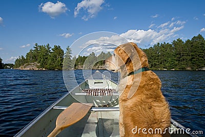 A dog in his canoe. Stock Photo