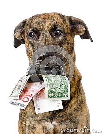 Dog holding a purse with money in its mouth. isolated Stock Photo