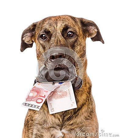 Dog holding a purse with money in its mouth. isolated Stock Photo