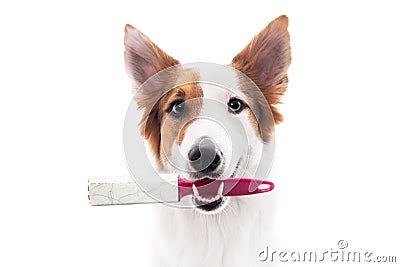 Dog holds a lint roller or animal hair remover in the mouth Stock Photo