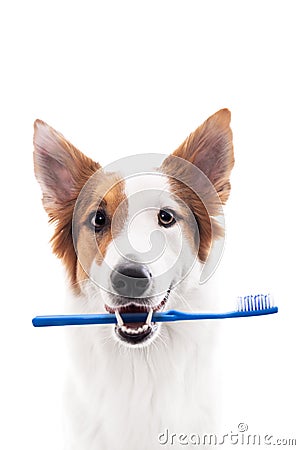 Dog holds a toothbrush in mouth, isolated against white Stock Photo