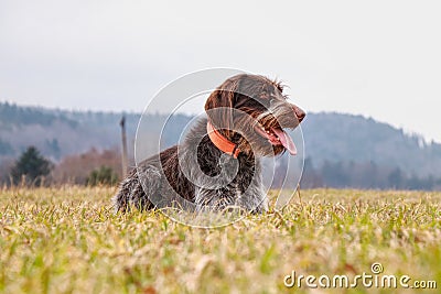 Dog Hound - Bohemian Wire Haired Pointing Griffon full of happiness watching something on field, some move, some sound. Bitch of Stock Photo