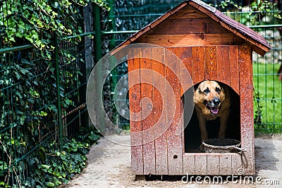 Dog house Stock Photo