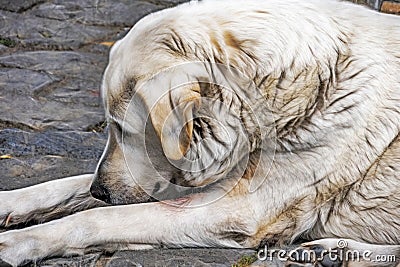 A dog is a human`s best friend. cute friend dogs Stock Photo