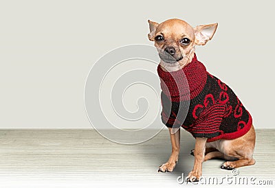 Dog Stock Photo