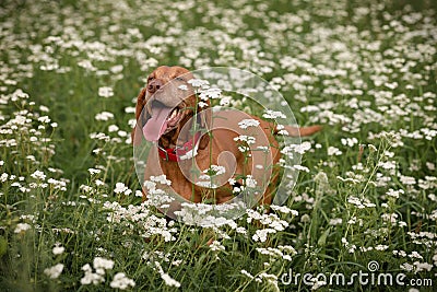 Dog of the hungarian Vizsla breed enjoys life in a green meadow covered with white flowers Stock Photo