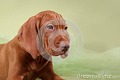 Dog Hungarian Vizsla pointer Stock Photo