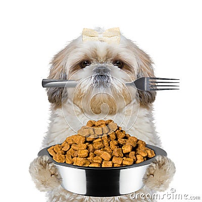 Dog is hungry and keeps food and fork Stock Photo