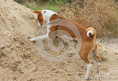 Dog in hunting stage - digging hole on a pile of sand searching small rodents Stock Photo