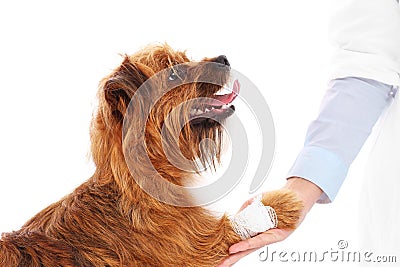 Dog with hurt paw Stock Photo