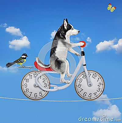 Dog husky rides bike on tightrope Stock Photo