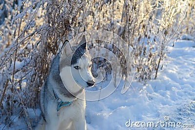 Dog husky breed walks in winter snowy forest on a sunny afternoon Stock Photo