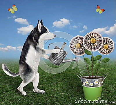 Dog husky watering money flowers in pail Stock Photo