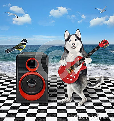 Dog husky plays guitar on seashore Stock Photo