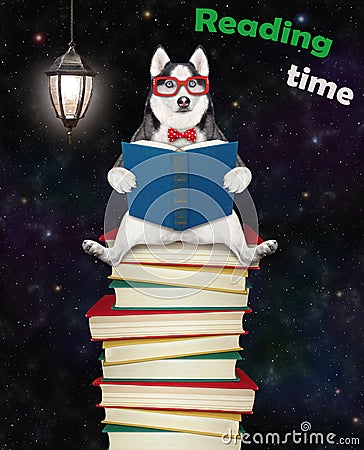 Dog husky sits on pile of books and reads Stock Photo