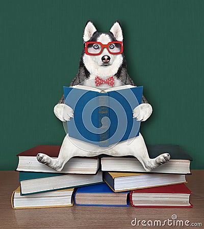 Dog husky sitting on pile of books Stock Photo