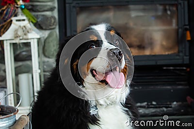 Dog Stock Photo