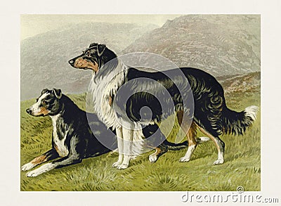 Dog Illustration. Sheep Dogs Stock Photo