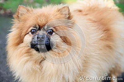 Dog Stock Photo