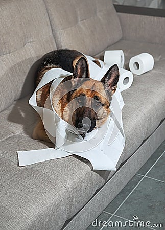 Dog indulged little when left alone at home and ate several rolls of toilet paper. Charming guilty pet with sad eyes. German Stock Photo