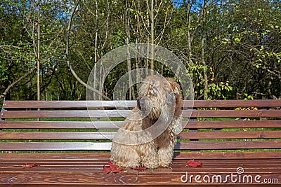 The dog, an Irish wheat soft-coated Terrier, sits on a bench in a public Park surrounded by bright autumn leaves Stock Photo