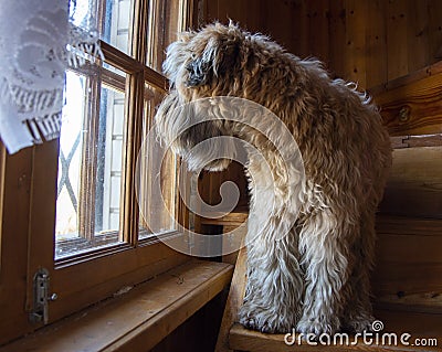 The dog, an Irish wheat Terrier, sits on a staircase in the house and looks out the window. Stock Photo