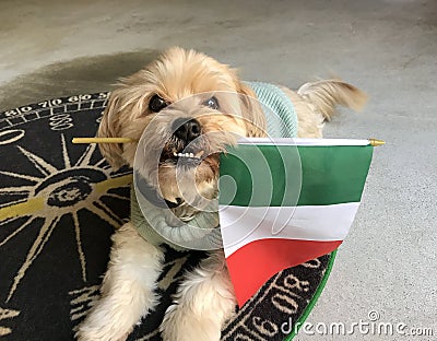 Dog with Italian Flag Stock Photo