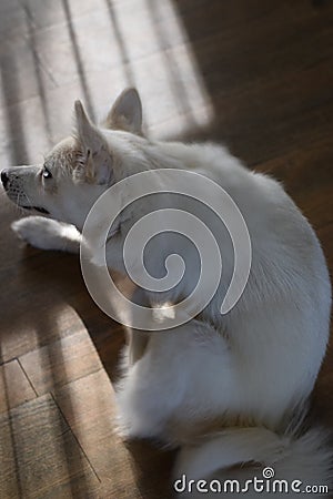 Dog itching Stock Photo