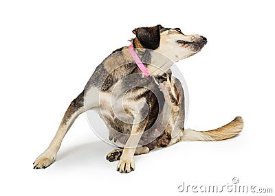Itchy Dog Scratching Neck Stock Photo