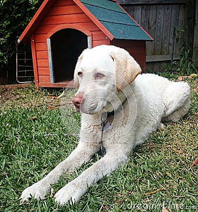 Dog and its kennel Stock Photo