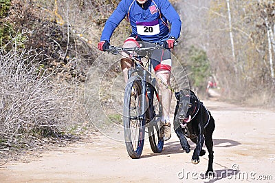 Popular canicross race Stock Photo