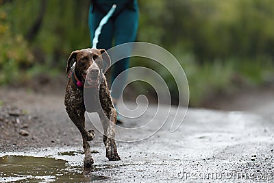 Canicross dog mushing race Stock Photo