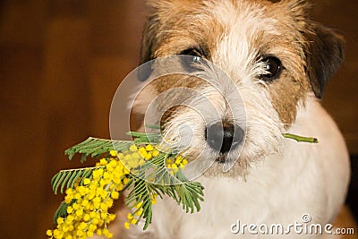 Dog jack russel terrier with a sprig of mimosa. Stock Photo