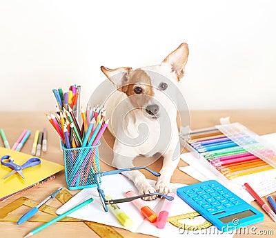 Dog Jack Russell Terrier and chool supplies background. Back to school concept. Items for school. Office desk with copy space. Stock Photo