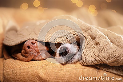 Dog Jack Russell Terrier and Dog Nova Scotia Duck Tolling Retriever . Stock Photo