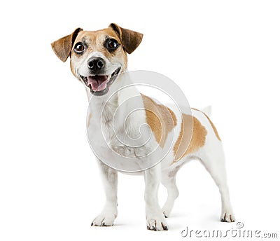 Dog Jack Russell Terrier in full length Stock Photo