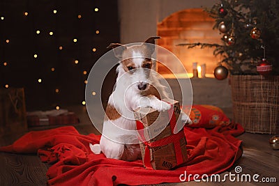 Dog Jack Russell Terrier. Happy New Year, Christmas, pet in the room Stock Photo