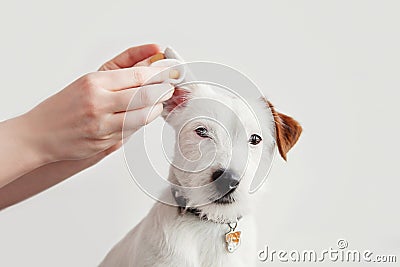 Dog Jack Russell Terrier having ear examination at veterinary clinic. Woman cleaning dogs ear at grooming salon. White background Stock Photo