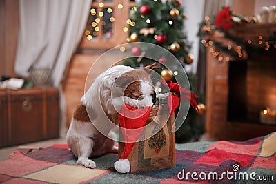 Dog Jack Russell Terrier holiday, Christmas Stock Photo