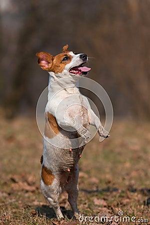 Dog Jack Russell Terrier jumps and plays outdoors in the fall Stock Photo