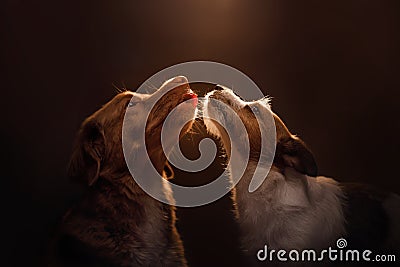 Dog Jack Russell Terrier and Nova Scotia duck tolling Retriever Stock Photo