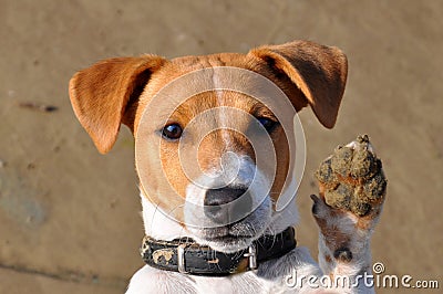 Dog, jack russell Stock Photo