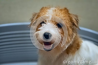 Hard haired furry pedigreed Jack Russell Terrier view in blue dog bed closeup Stock Photo