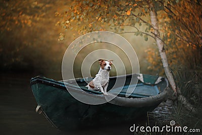 Dog Jack Russell Terrier in a boat on the water Stock Photo