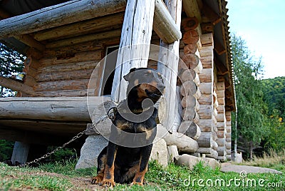 Dog Jagd terrier Stock Photo