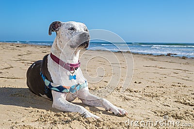 Dog on Jalama Beach near Lompoc Stock Photo