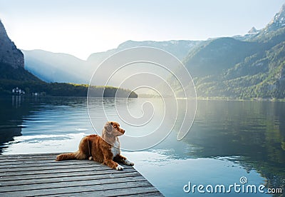Dog on a journey. Nova Scotia retriever by a mountain lake on a wooden bridge. A trip with a pet to nature Stock Photo